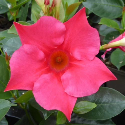Dipladenia Hybride - La jardinière