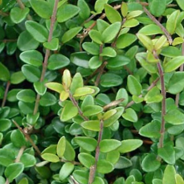 2 x Chèvrefeuille à feuilles de buis 'Elegant' – Lonicera nitida 'Elegant', 25, 30 cm pot