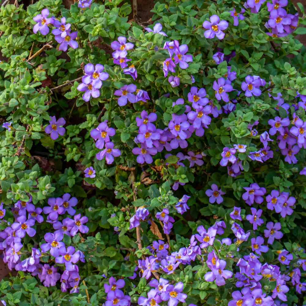 Bacopa bleu Bacopa blue
