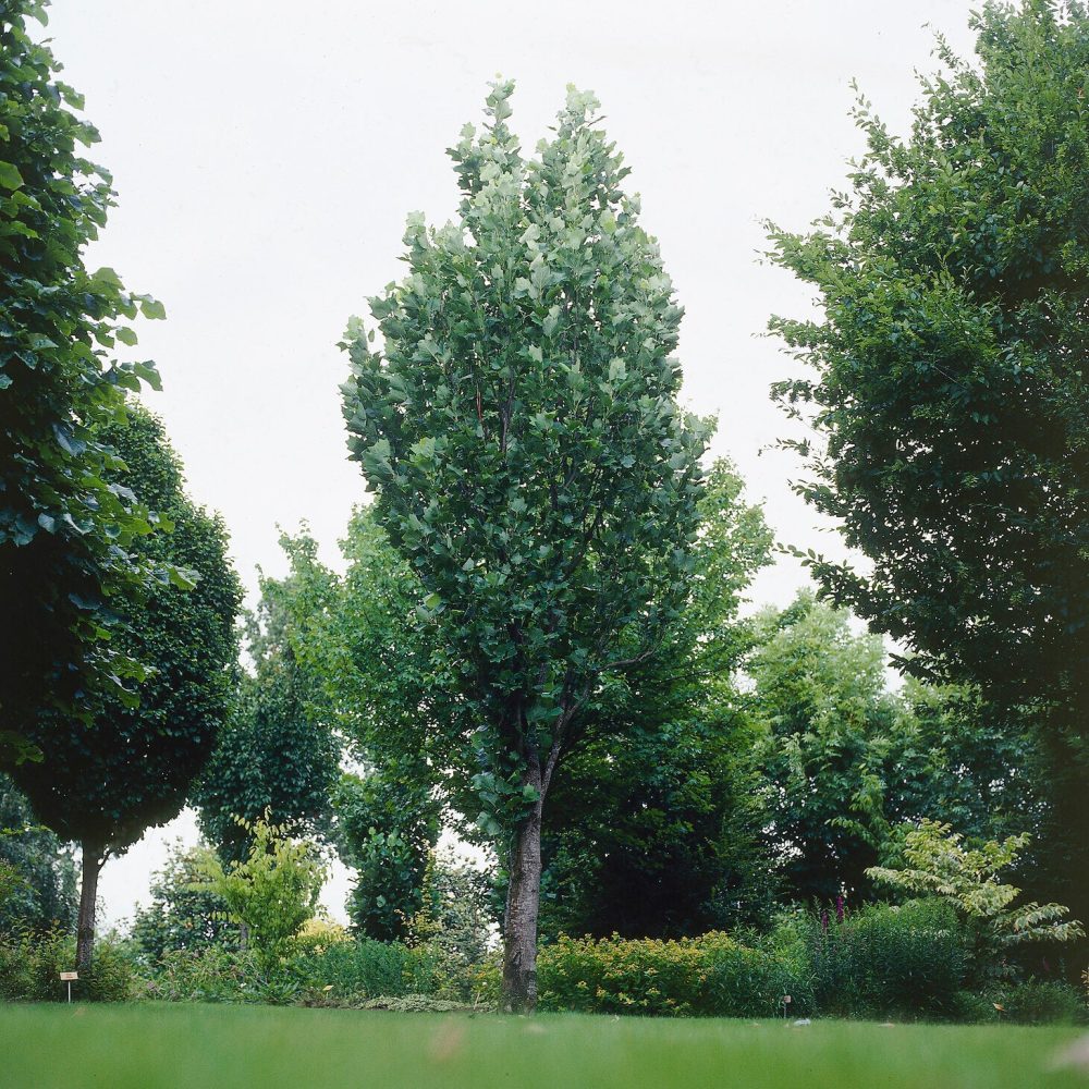 Tulipier de Virginie Fastigiatum Liriodendron tulipifera Fastigiatum