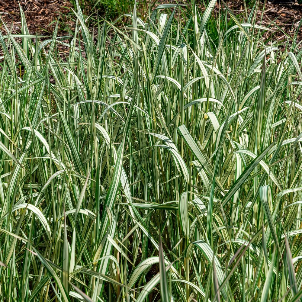 Phalaris panaché Feesey - Baldingère faux-roseau Phalaris arundinacea Feesey