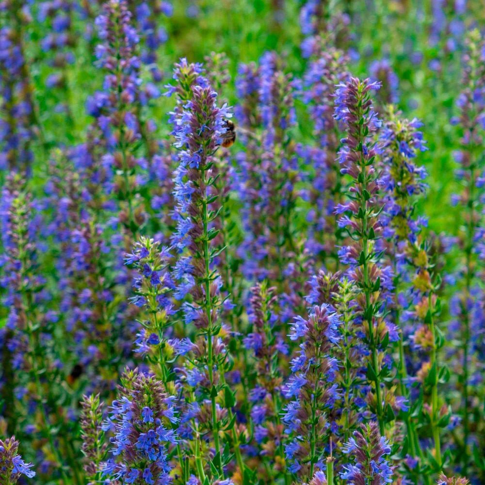 Hysope officinale Hyssopus officinalis