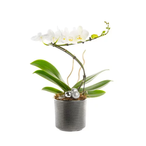 Composition florale blanche. Le pot