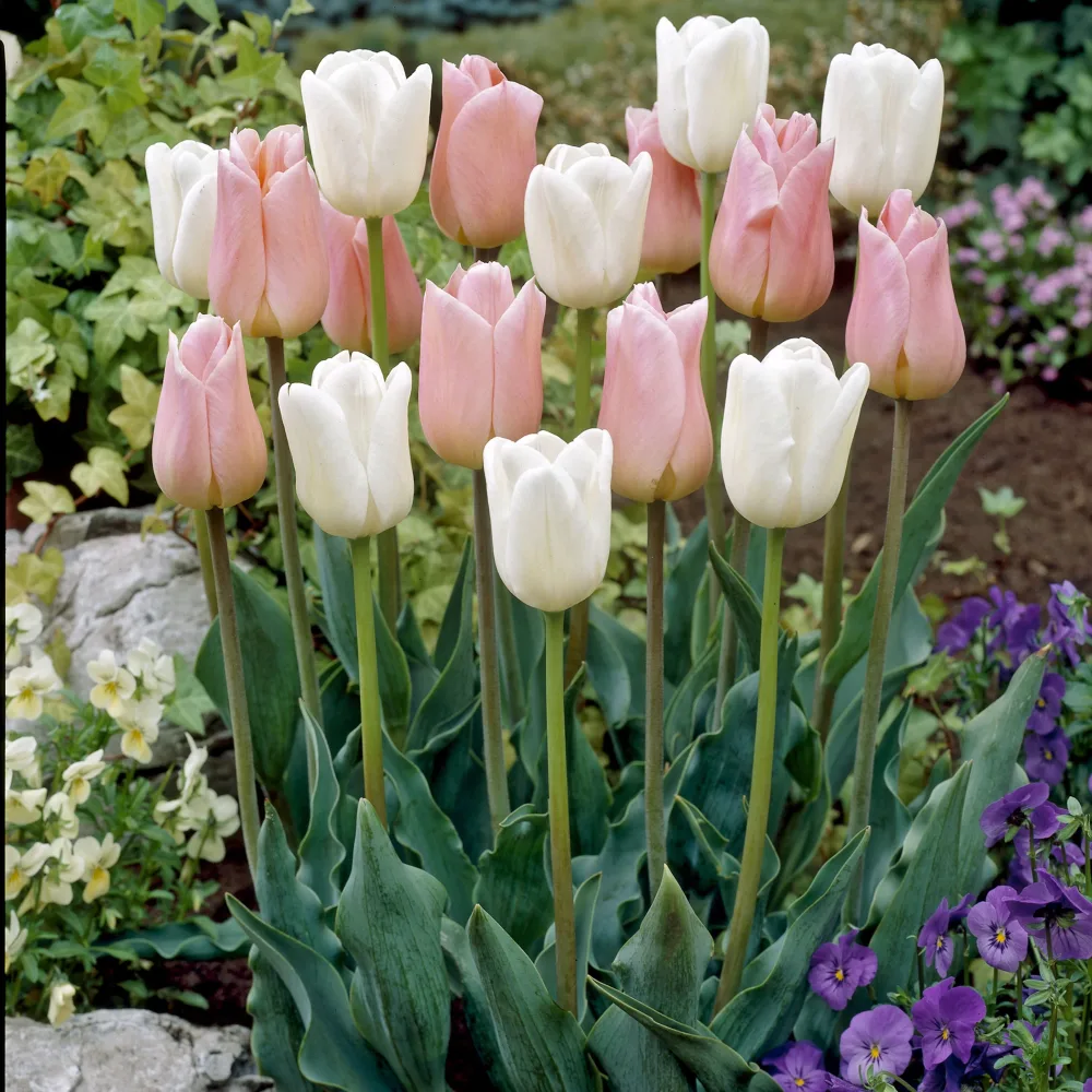 10 Tulipes Sweet candy en mélange Tulipa 'sweet candy'