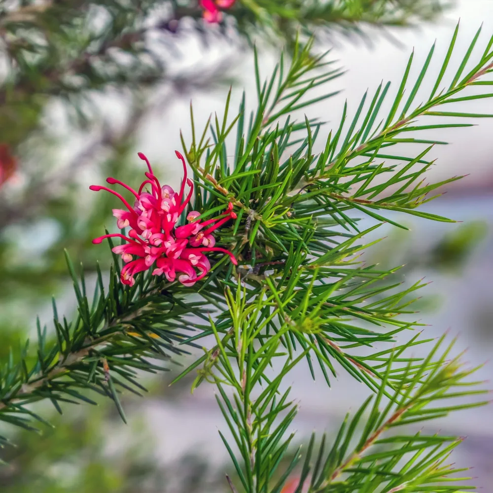 Grévilléa à feuilles de genévrier Grevillea juniperina