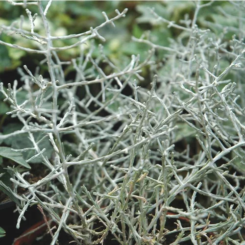 Calocéphale ou Calocéphalus gris argenté - Le pot de 0,5 litre