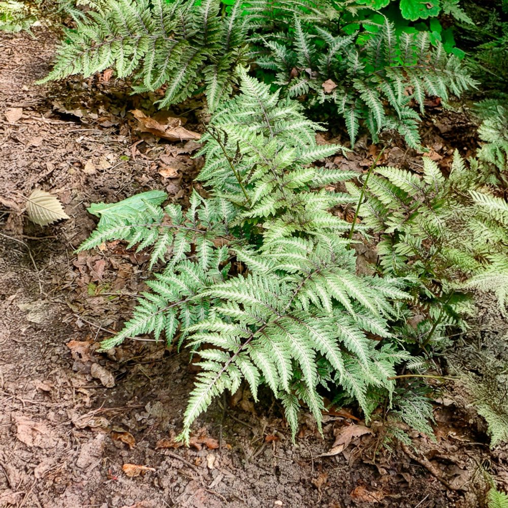 Fougère peinte Metallicum Athyrium niponicum var. pictum (metallicum)