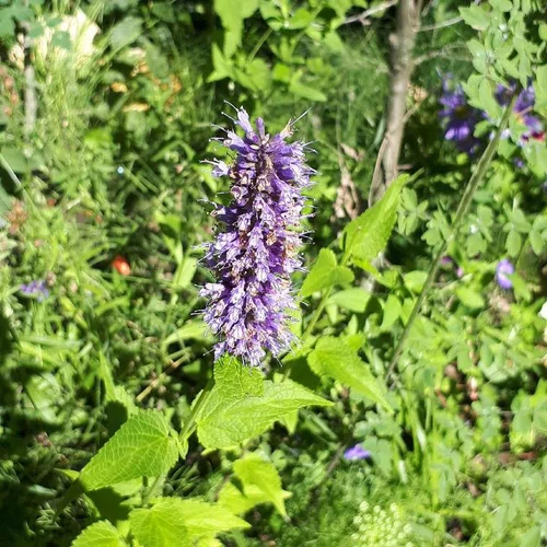 Agastache - Le pot de 4 litres