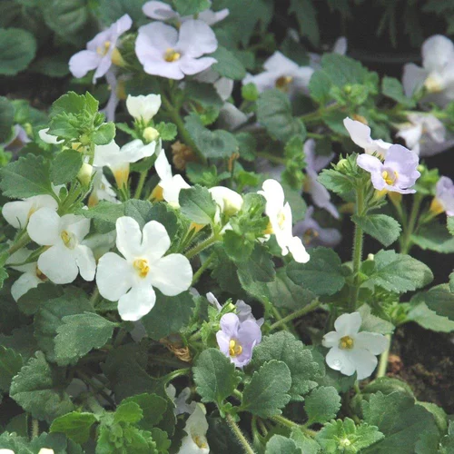 Bacopa. La barquette de 6 plants