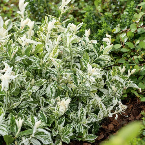 Fusain Harlequin en pot de 3 litres