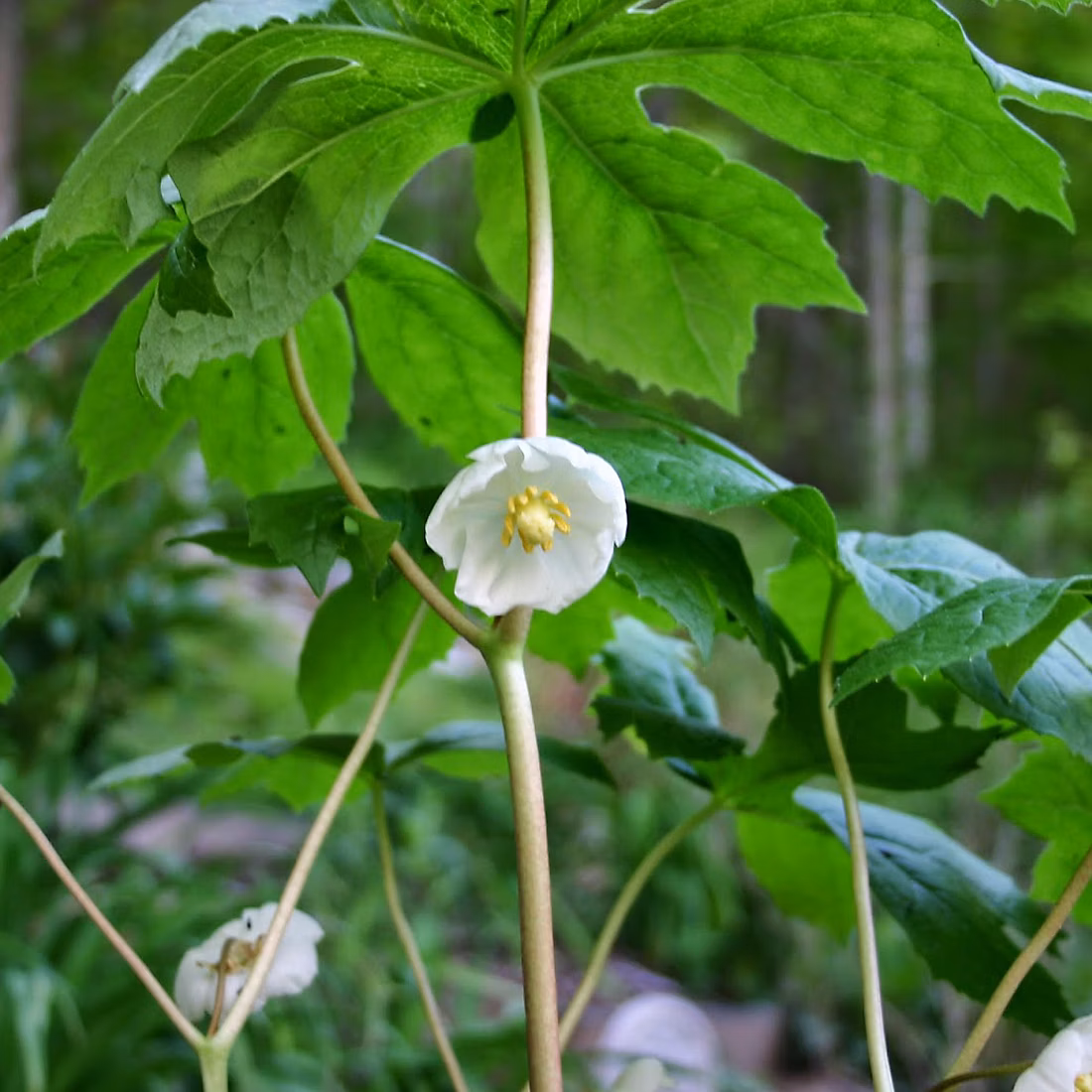 6 x Podophylle pelté – Podophyllum peltatum, godet 9cm x 9cm