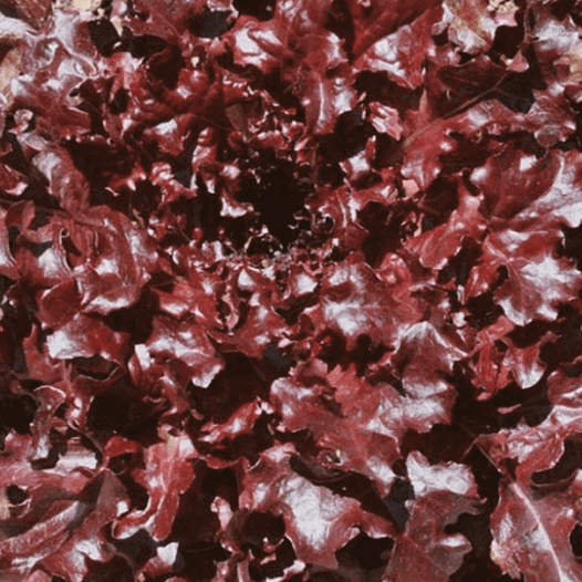 Bio zaden van Snijsla Red Salad Bowl