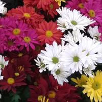 Chrysanthème multifleurs arlequin - La jardinière de 40 cm