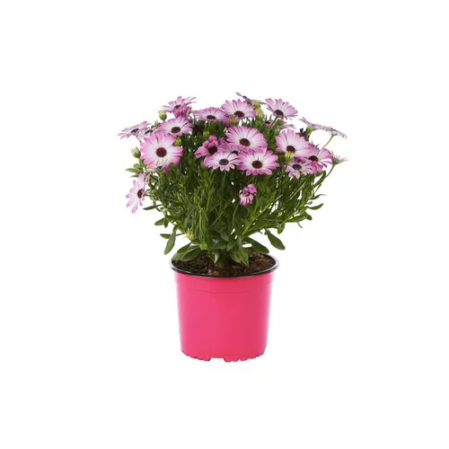 Ostéospermum dimorphothéca - Le pot de 1 litre