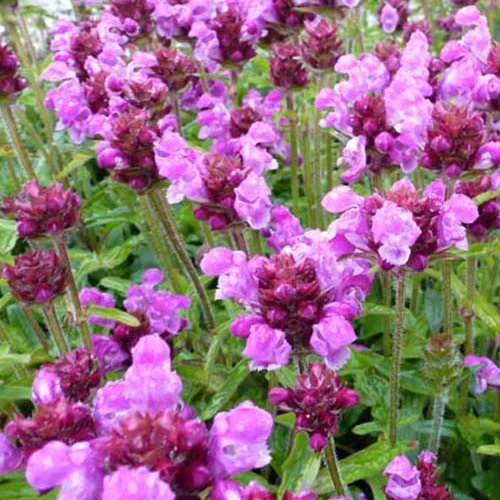 Prunelle à grandes fleurs Altenberg Rosa Prunella grandiflora altenberg rosa