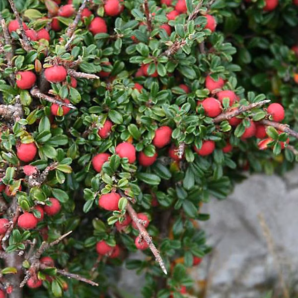 2 x Cotonéaster à petites feuilles – Cotoneaster microphyllus, 30-40 cm pot