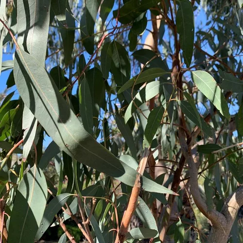 Eucalyptus. Le pot de 20 litres