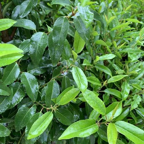 Laurier du Portugal Angustifolia vert. Le pot de 25 litres