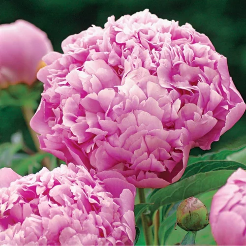 Pivoine Mr Jules Elie - Le pot de 1 litre
