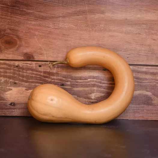 Bio zaden van Muskuspompoen Trompe d'Albenga