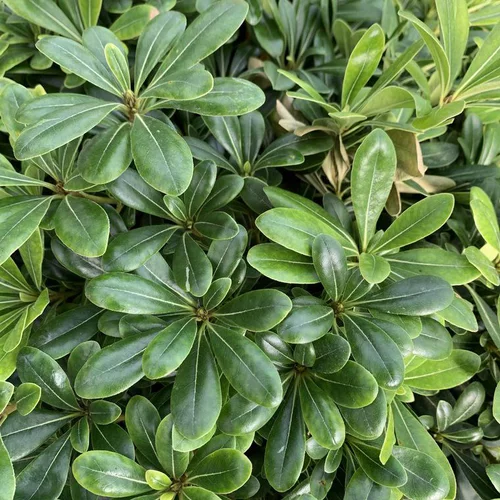 Pittosporum Tobira nain vert. Le pot de 25 litres