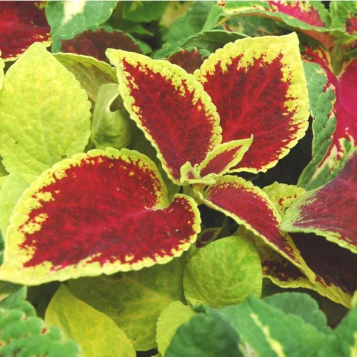Coléus ou Coliole au feuillage multicolore - Le pack de 4 plants