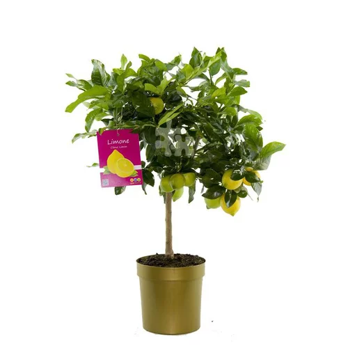 Citronnier. Le pot de 5 litres
