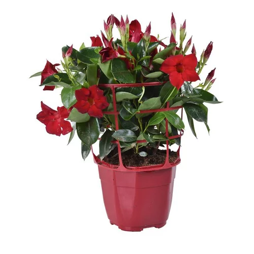 Dipladénia buisson - Le pot de 1 litre