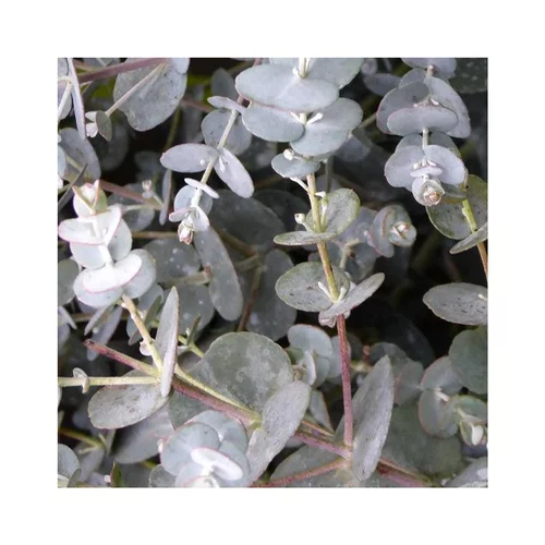 Eucalyptus Gunnii bleu. Le pot de 5 litres, forme mini tige