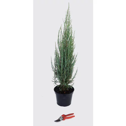 Juniperus Virginiana Blue Arrow (Genévrier de Virginie) 50/60 en pot de 5 litres bleu