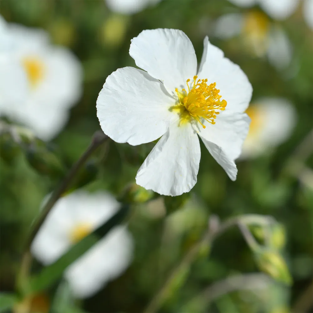 Hélianthème Elfenbeinglanz Helianthemum Elfenbeinglanz