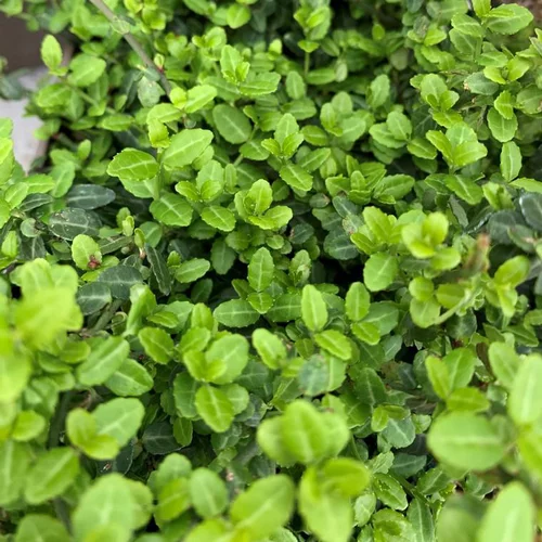 Fusain du Japon Microphyllus vert. Le pot de 3 litres, 25/30 cm