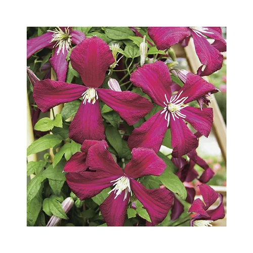 CLEMATITE VITICELLA MADAME JULIA CORREVON. Le pot de 3 litres