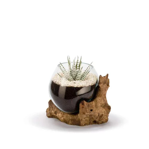Racine Amazonia Mix Plantes Ø 25 cm