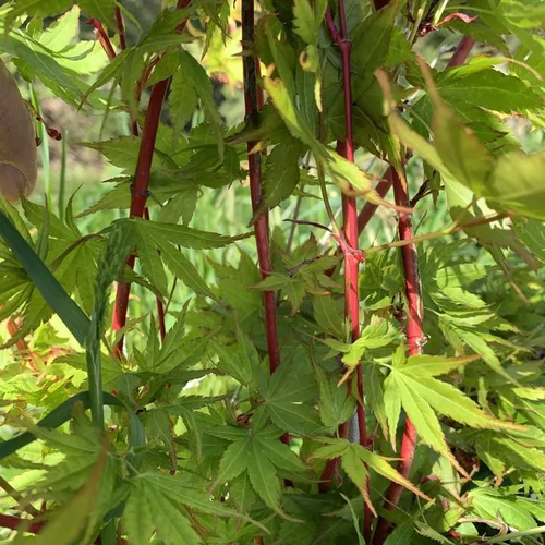 Érable du Japon Sangokaku Senkaki vert. Le pot de 5 litres