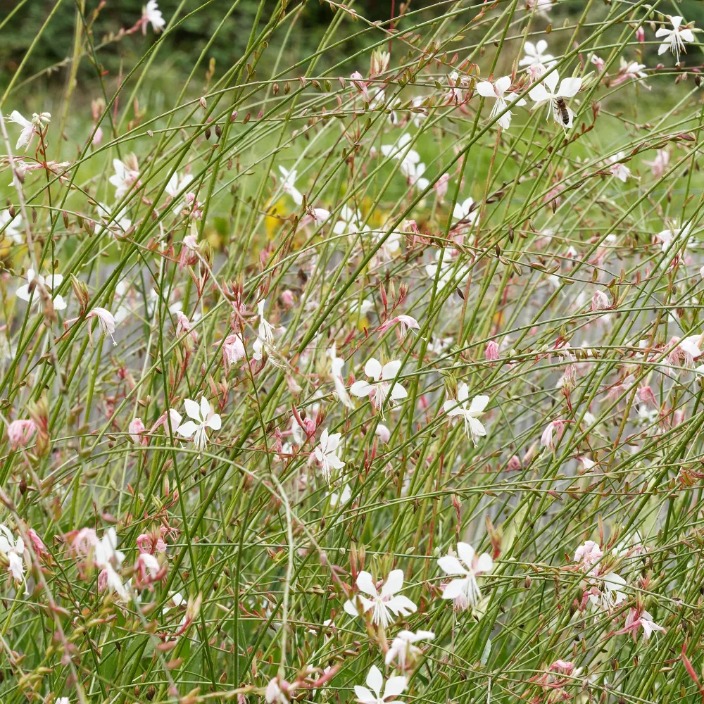 Gaura Corrie's Gold Gaura lindheimeri Corrie's Gold