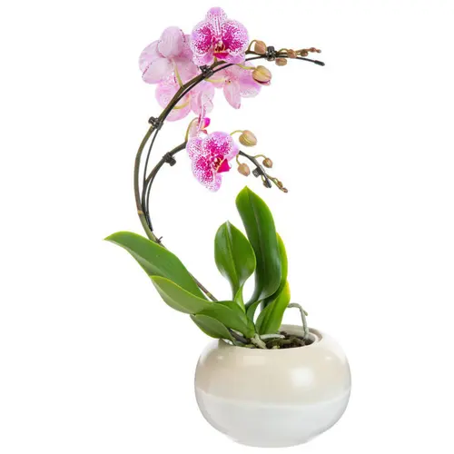 Plante orchidée Phalaenopsis boomerang - Ø 12 cm