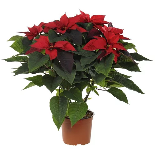Poinsettia pailleté rouge en pot Ø 21 cm