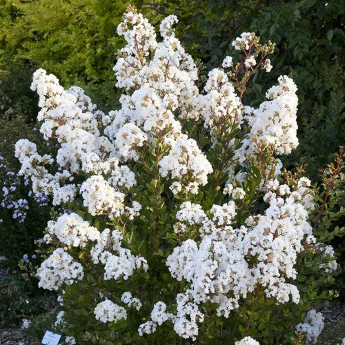 Lagerstroemia Indica With Love Virgin blanc. Le pot de 4 litres