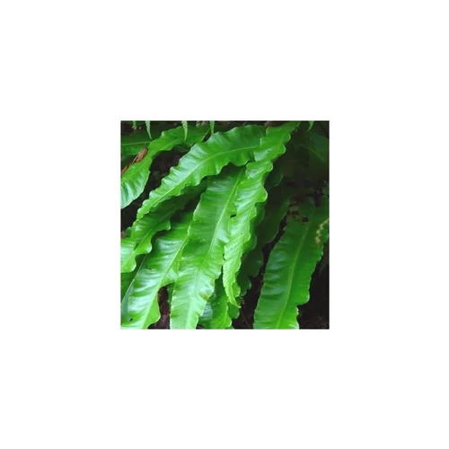 Asplenium Scolopendrium - Le pot de 1 litre