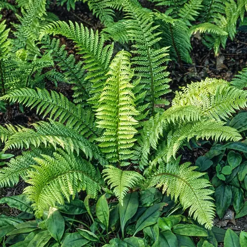 Fougère Polystichum aculeatum - Le pot de 2 litres