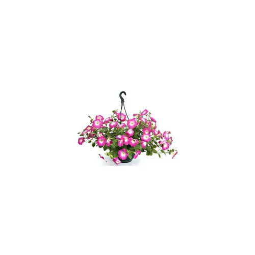 Pétunia retombant - La suspension diam 27 cm