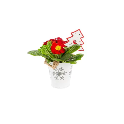 Primula Pot Zinc Focon blanc