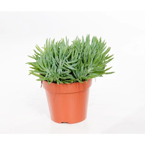 Senecio kilimanjaro