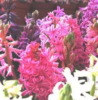 Jacinthe - Le godet