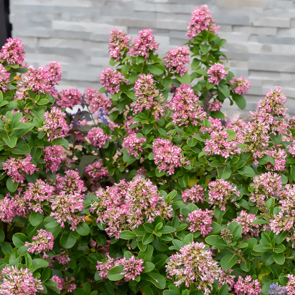 Escallonia Pink Elle Escallonia laevis Pink Elle