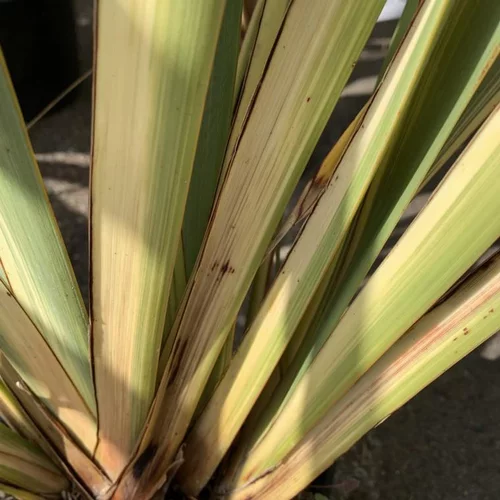 Phormium Tenax Variegata. Le pot de 25 litres