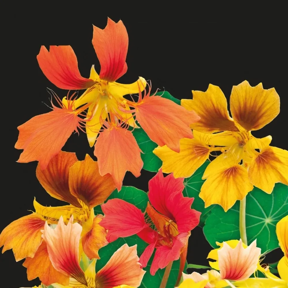 Capucine naine à fleur simple Phoenix Tropaeolum minus
