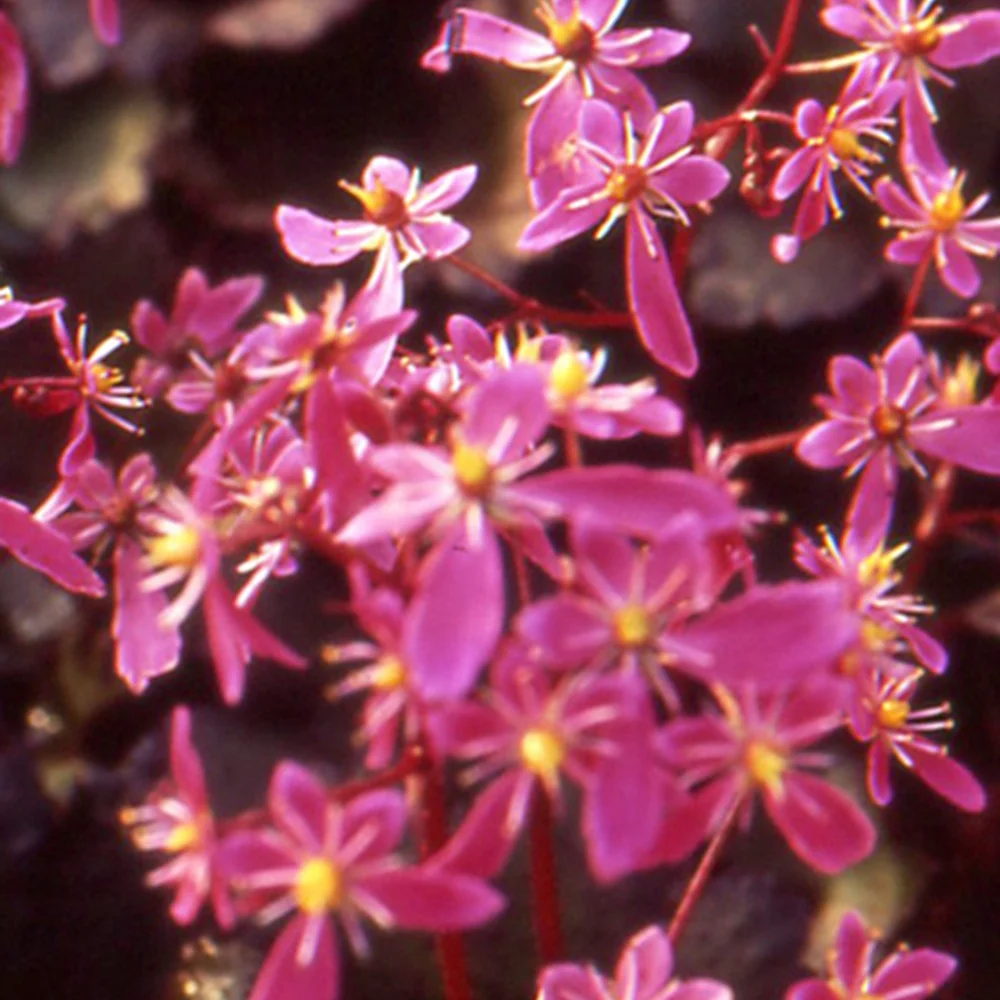 Saxifrage Black ruby Saxifraga cortusifolia black ruby