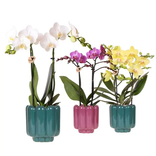 Orchidée Phalaenopsis 2 branches botanic® avec son cache-pot
